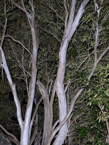 Tristaniopsis exiliflora, photograph 2