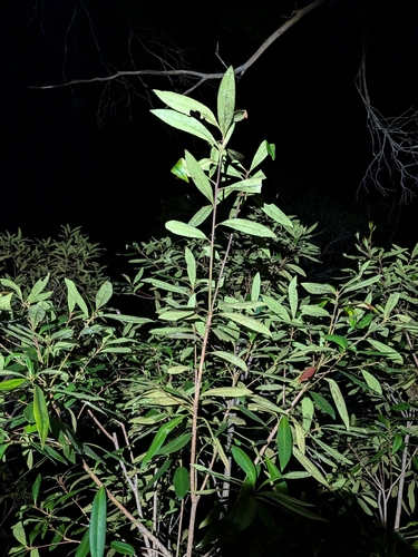 Tristaniopsis exiliflora, photograph 3