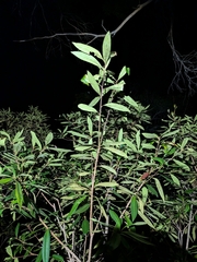 Tristaniopsis exiliflora, photograph (c) Matt B, some rights reserved (CC BY)