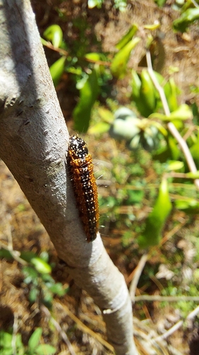 Pawpaw Webworm Moth photo 3