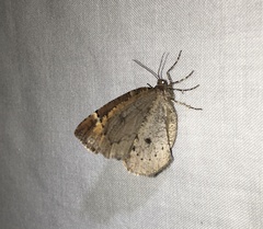 Spodolepis substriataria