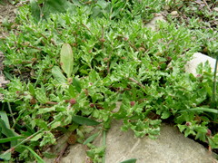 Centipeda aotearoana