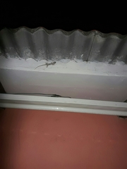 Hemidactylus mabouia