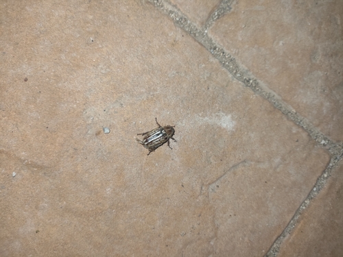 Anoxia australis