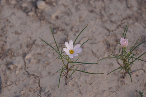 Nicolletia edwardsii