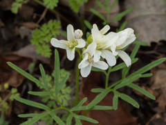Cardamine dissecta