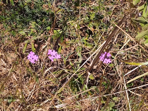 South American mock vervain