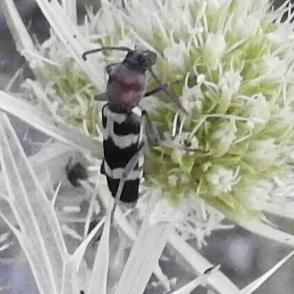 Chlorophorus trifasciatus