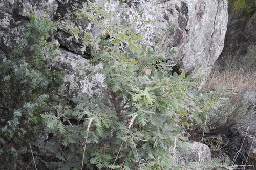 Pyrenean Oak