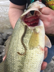 Chestnut Lamprey photo 3