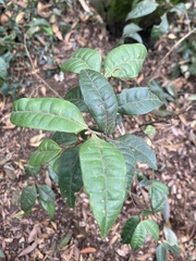Myrcia popayanensis