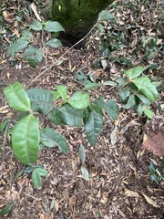 Myrcia popayanensis, photograph (c) julianazuluaga-carrero, some rights reserved (CC BY-SA)