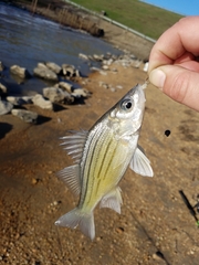 Morone mississippiensis