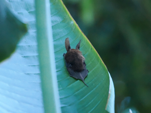 Eastern Sucker-footed Bat
