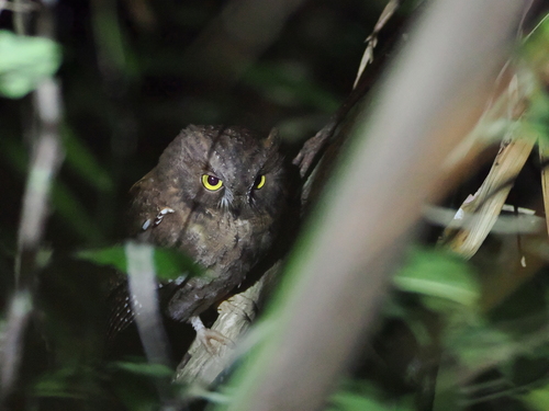Madagascar Scops Owl (Otus rutilus), photo 3