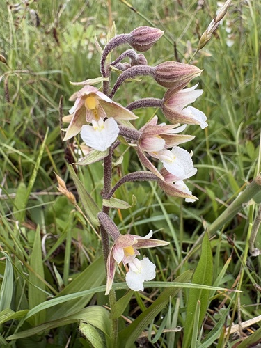 Marsh Helleborine