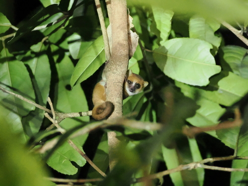 ジョリーネズミキツネザル