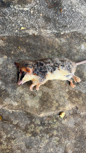 Agile Gracile Opossum