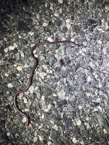 iNaturalist observation photo of Western Threadsnake