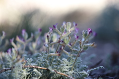 Astragalus leucolobus