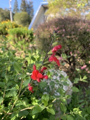 Salvia microphylla