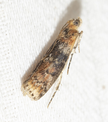 Sciota rubrisparsella