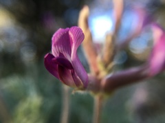 Astragalus leucolobus