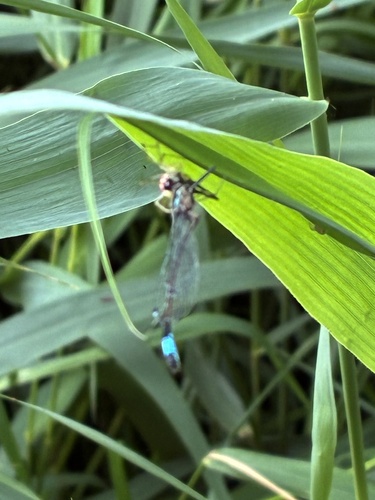 Blue-tailed Damselfly