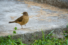 Turdus grayi