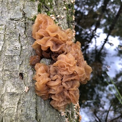 Phaeotremella frondosa