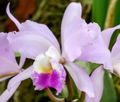 Cattleya mossiae