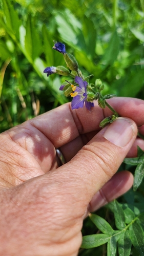 iNaturalist observation photo of Jacob's ladders