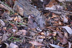 Microtus longicaudus