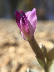 Astragalus leucolobus