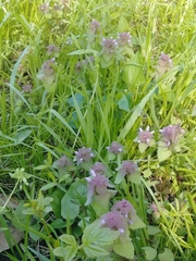 Lamium purpureum