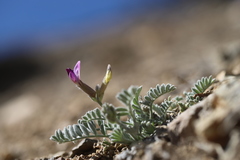 Astragalus leucolobus