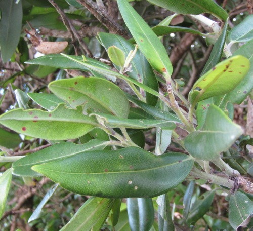 Metrosideros excelsa