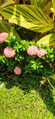 Ixora coccinea