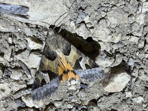 iNaturalist observation photo of Drasteria