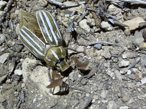 iNaturalist observation photo of Ten-lined June Beetle