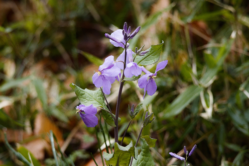 Orychophragmus violaceus, photograph 6