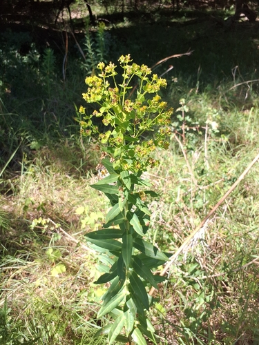 Euphorbia lucida, photograph 5