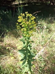 Euphorbia lucida, photograph author not stated, no rights reserved