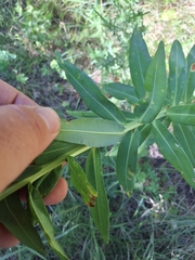 Euphorbia lucida, photograph author not stated, no rights reserved