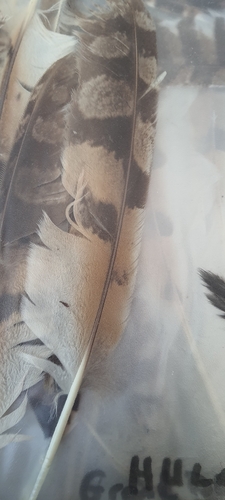 Plume de Hibou moyen-duc