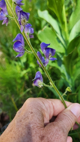iNaturalist observation photo of Monkshoods