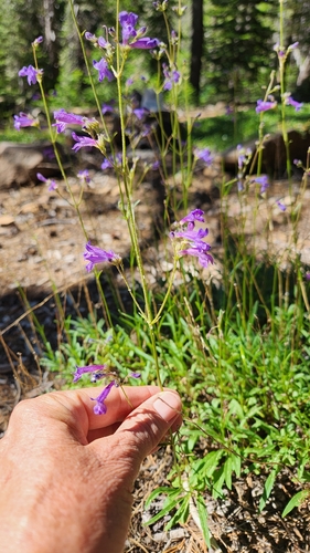 iNaturalist observation photo of beardtongues
