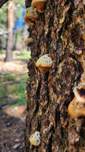iNaturalist observation photo of Veiled Polypore