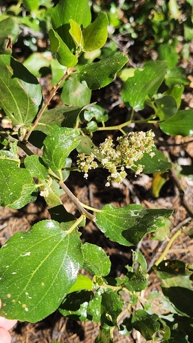 iNaturalist observation photo of Snowbrush Ceanothus
