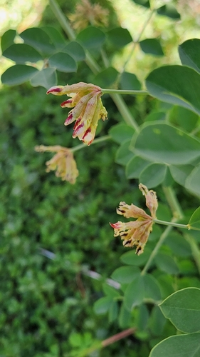 iNaturalist observation photo of Hosackia